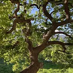 Oak Farm Traditional * Fallika