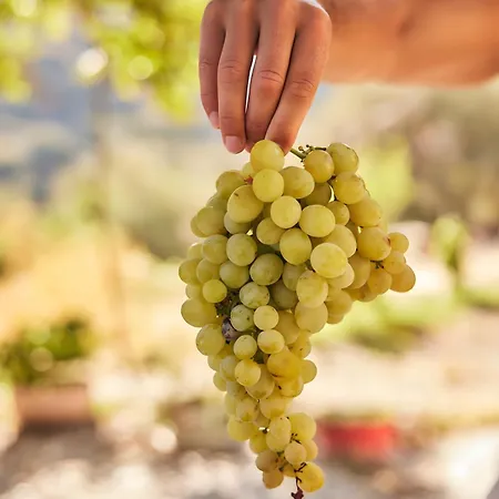 Oak Farm Traditional Σπίτι διακοπών Fallika