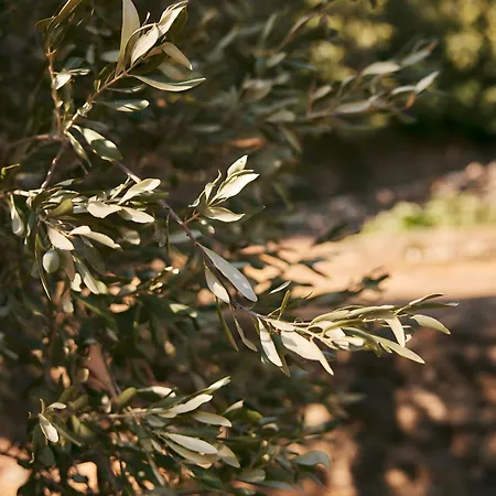 Oak Farm Traditional Σπίτι διακοπών *