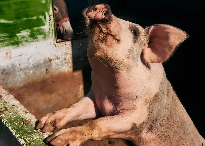 Oak Farm Traditional *