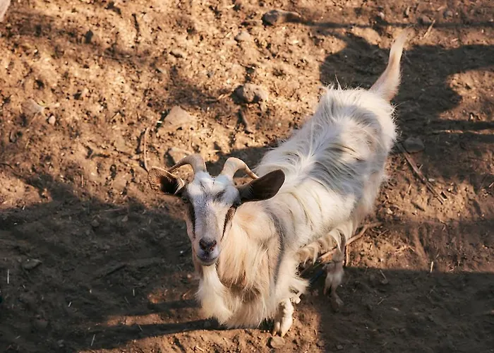 Dom wakacyjny Oak Farm Traditional Fallika